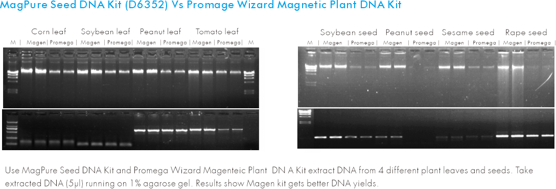 seed dna extraction experiment