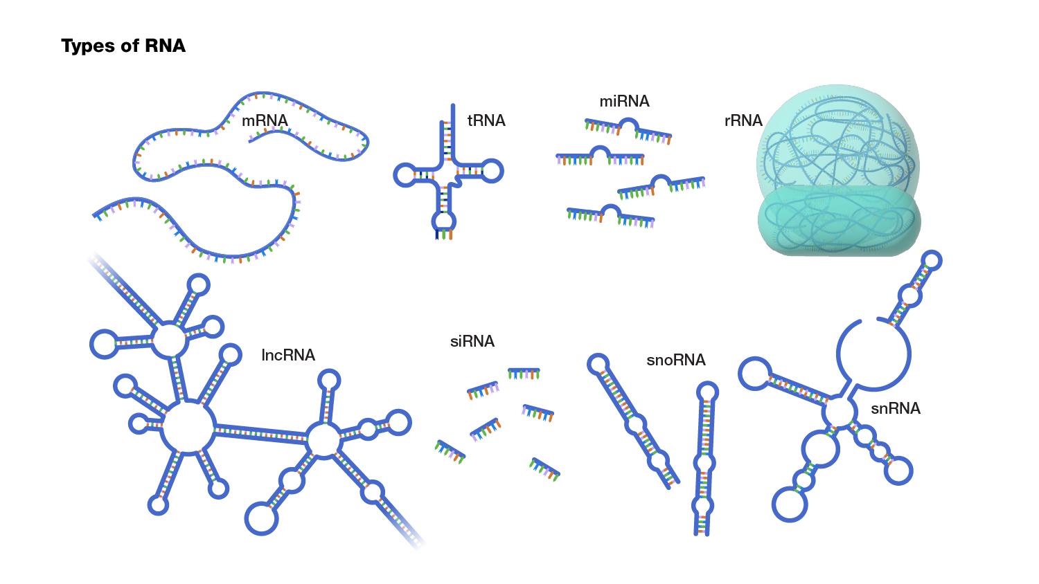 large RNA vs small RNA separation diagram