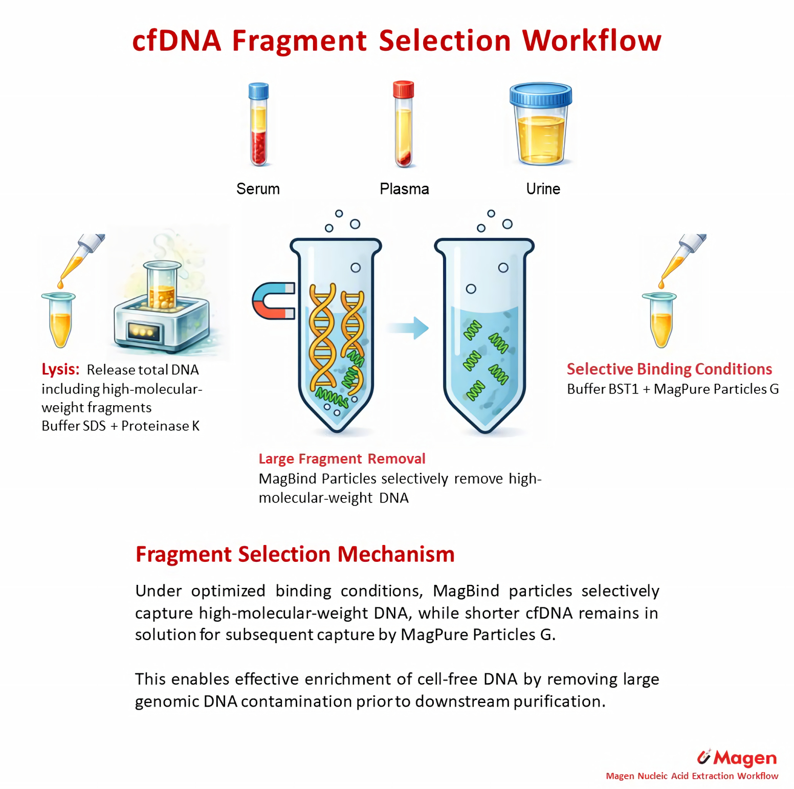 cfDNA fragment selection workflow enrichment removal of high molecular weight DNA