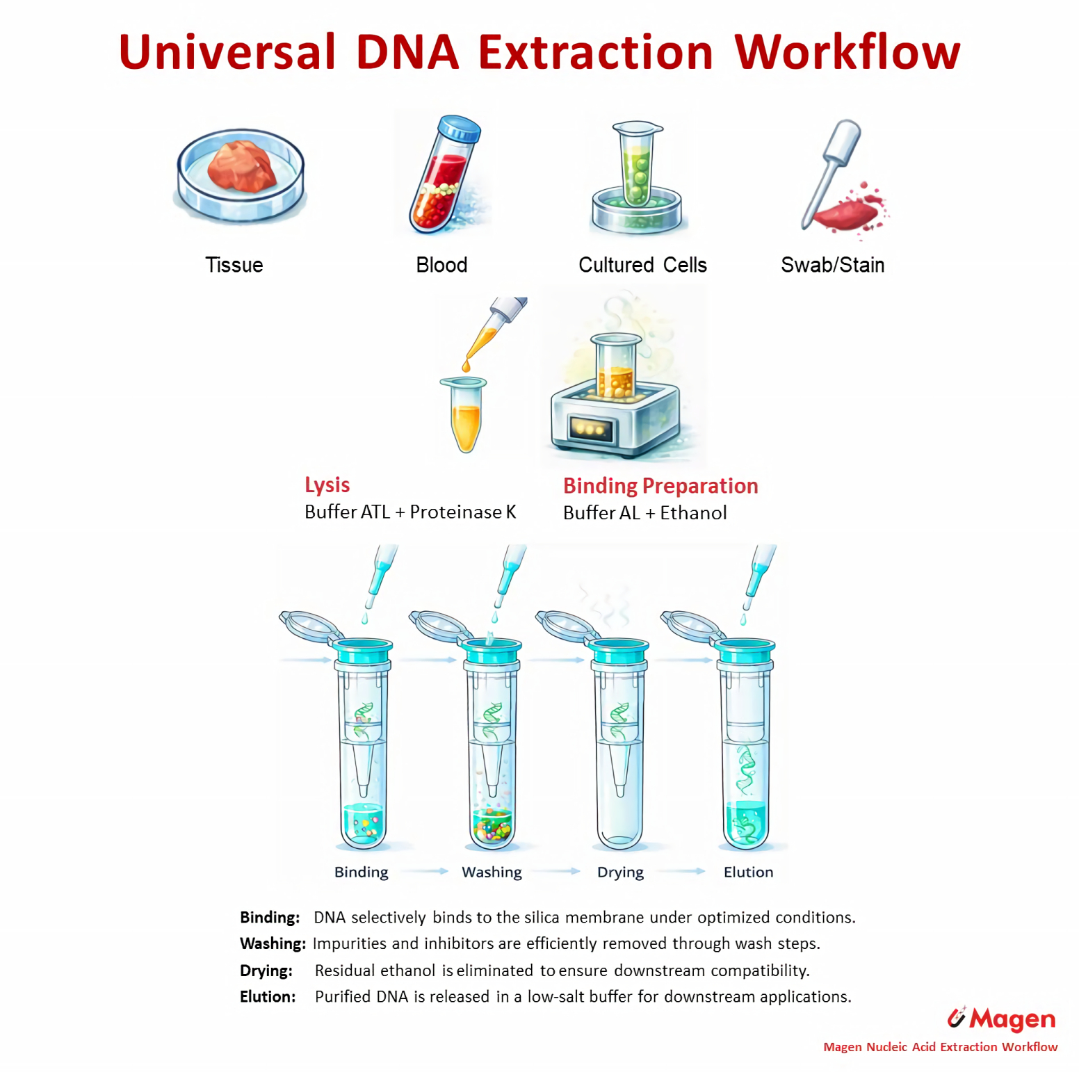 Universal DNA extraction workflow using silica column method for tissue, blood and cell samples