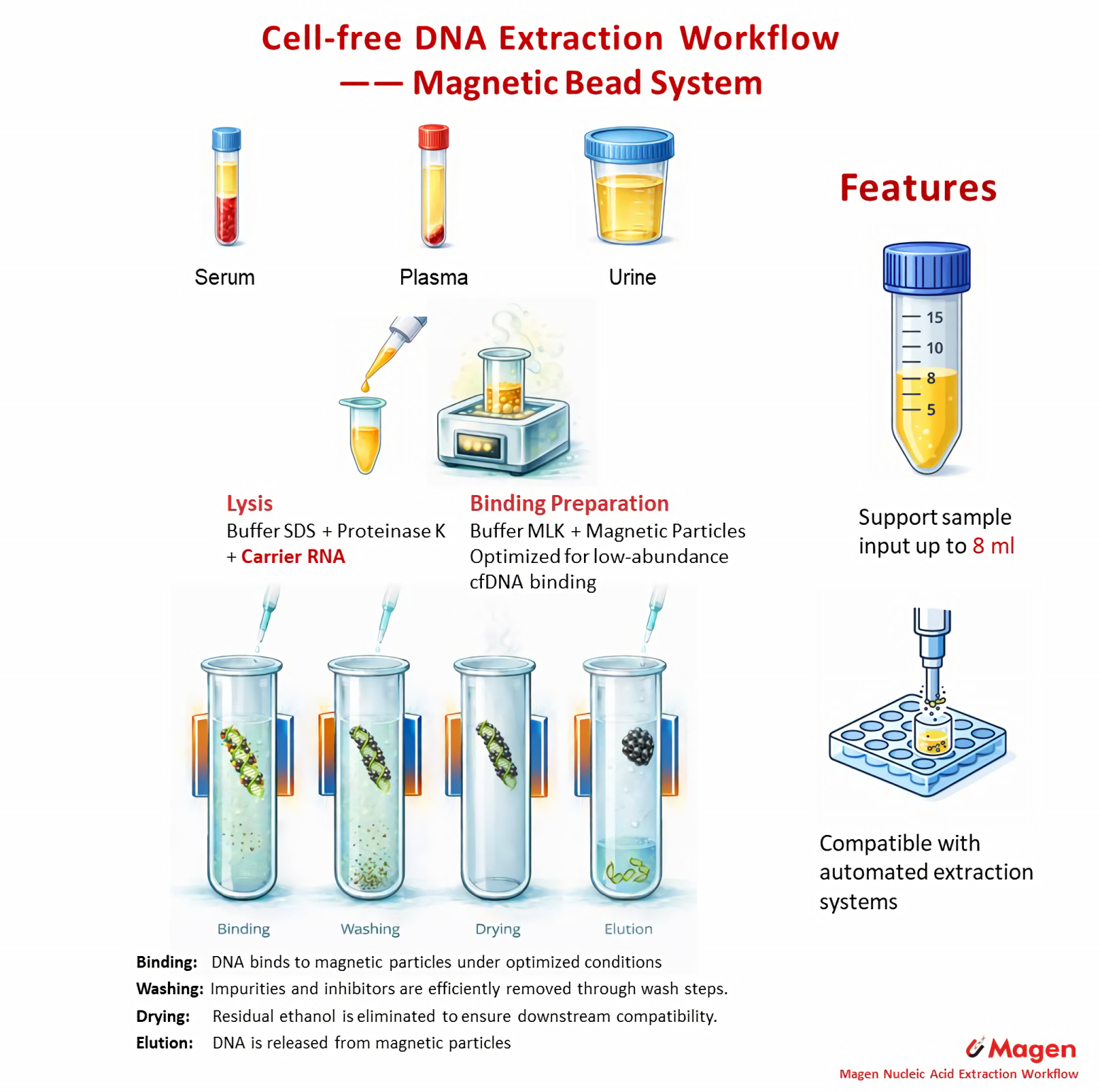 circulating DNA extraction workflow magnetic bead plasma serum large volume 1-8 mL