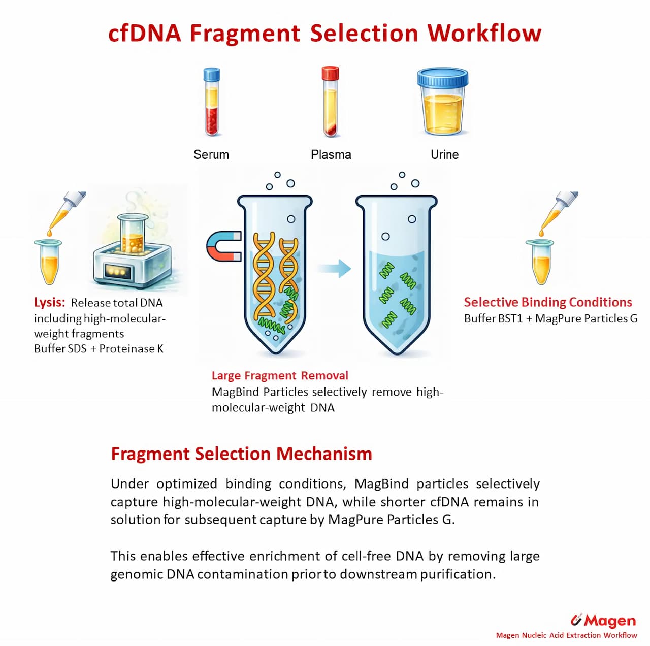 cfDNA fragment selection workflow enrichment removal of high molecular weight DNA cfDNA fragment selection workflow enrichment removal of high molecular weight DNA