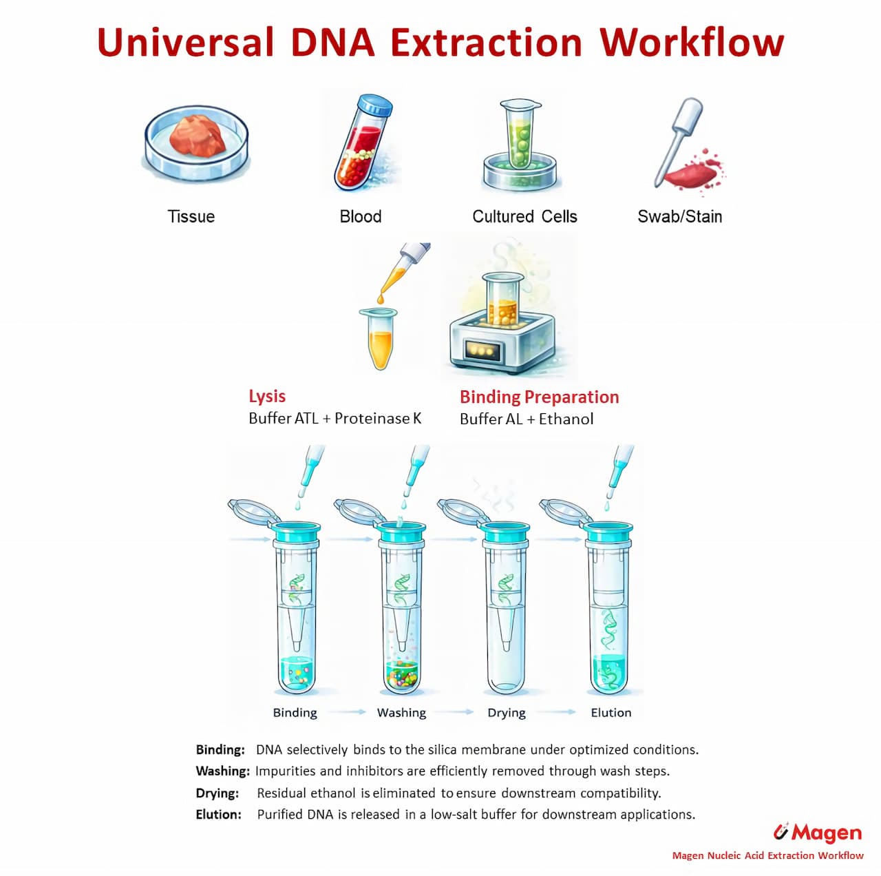 Universal DNA extraction workflow using silica column method for tissue, blood and cell samples Universal DNA extraction workflow using silica column method for tissue, blood and cell samples