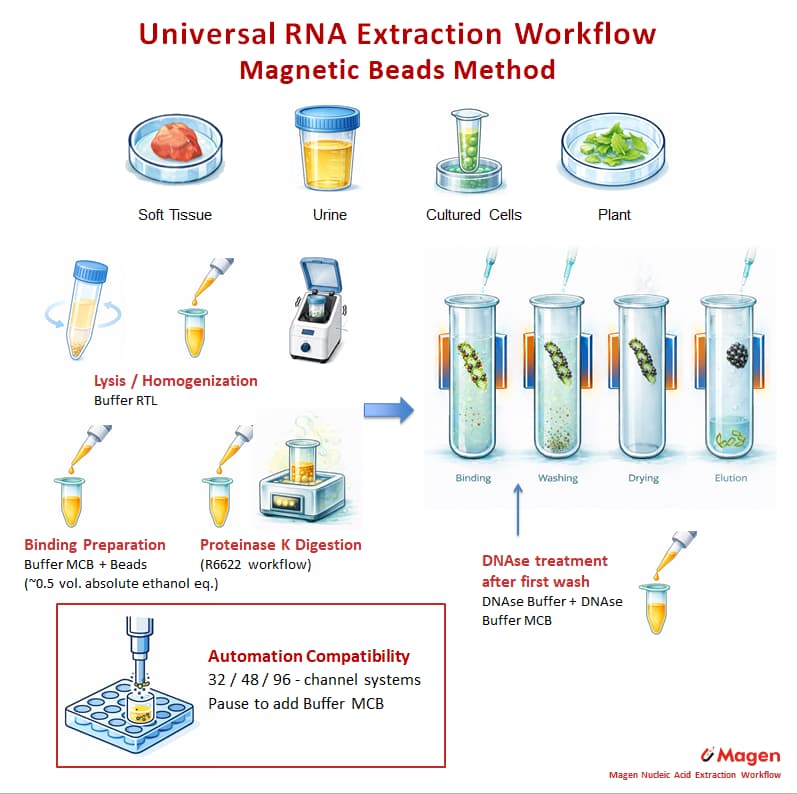 Magnetic bead RNA extraction workflow showing RTL lysis, RNA binding to magnetic particles, DNase treatment, washing, drying and elution