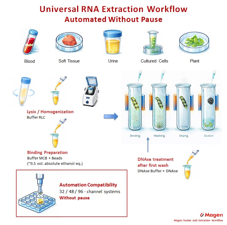 Automated magnetic bead RNA extraction workflow without pause showing RLC lysis, DNase treatment, washing, drying and elution for low-input samples