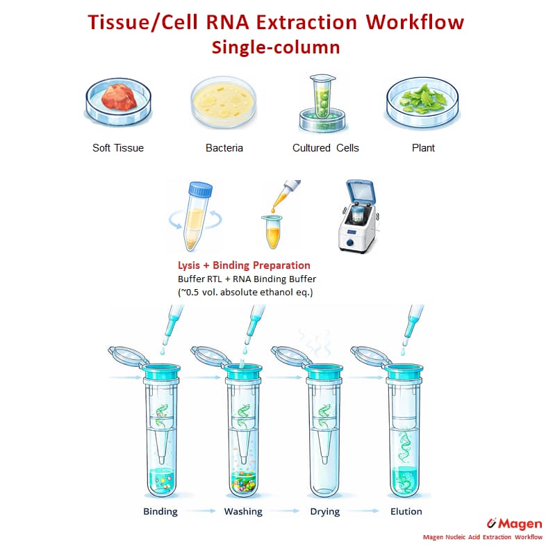Single-column tissue and cell total RNA extraction workflow showing lysis, binding preparation, silica column purification, washing, drying and elution Single-column tissue and cell total RNA extraction workflow showing lysis, binding preparation, silica column purification, washing, drying and elution