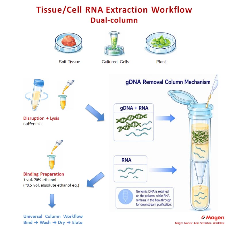 R4111 dual-column tissue and cell RNA extraction workflow showing chemical lysis, gDNA removal column, 70% ethanol binding preparation and silica column RNA purification.