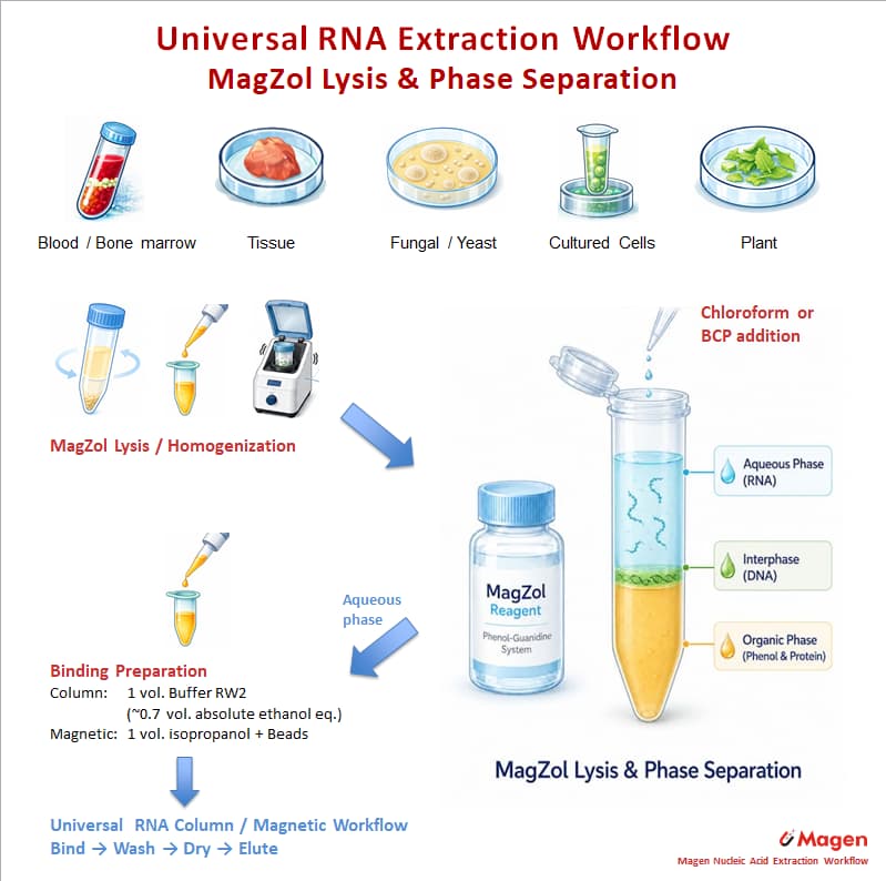 Universal RNA extraction workflow showing MagZol lysis, chloroform or BCP phase separation and downstream column or magnetic purification