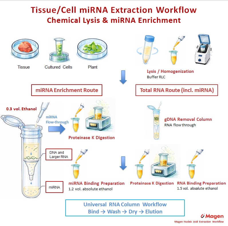 R4311 chemical lysis miRNA enrichment workflow showing gDNA and large RNA retention, miRNA flow-through recovery and high-alcohol silica column binding.